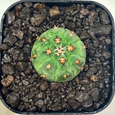 ギムノカリキウム　カロクロラム　5種類セット ギムノカリキウム カロクロラム 5種類セット ギムノカリキウム