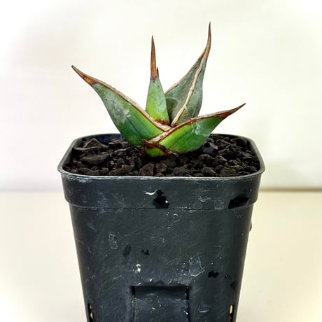 サンセベリア“ピングイキュラ” / Sansevieria pinguicula