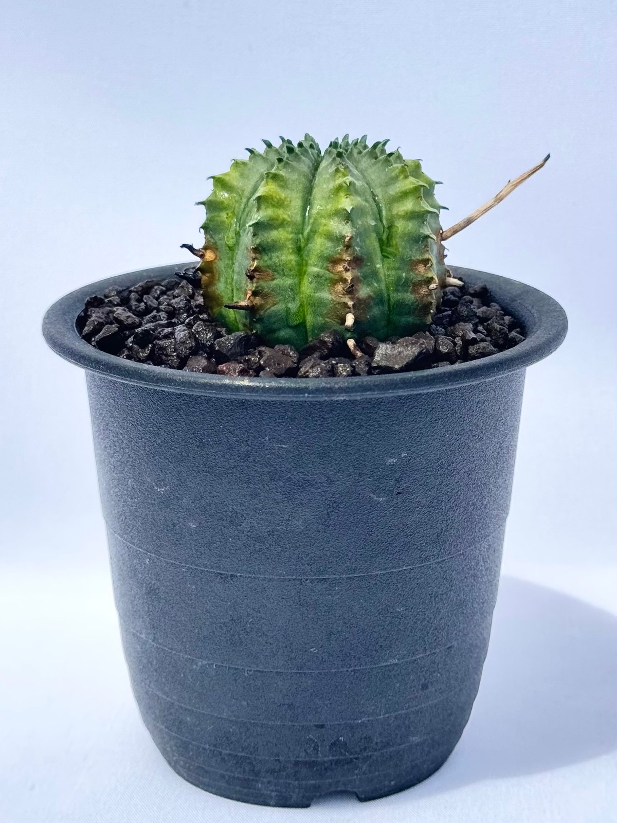 ユーフォルビア・バリダ / Euphorbia valida | ChadPlants