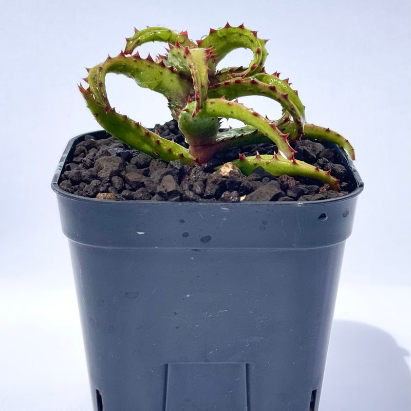 アロエ・カスティロニアエ / Aloe castilloniae | ChadPlants
