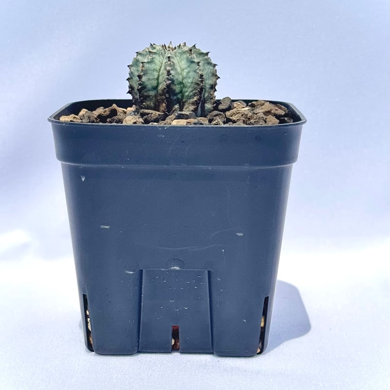 ユーフォルビア・ホリダ “ゲンコツ” 白肌タイプ/ Euphorbia horrida “Ge