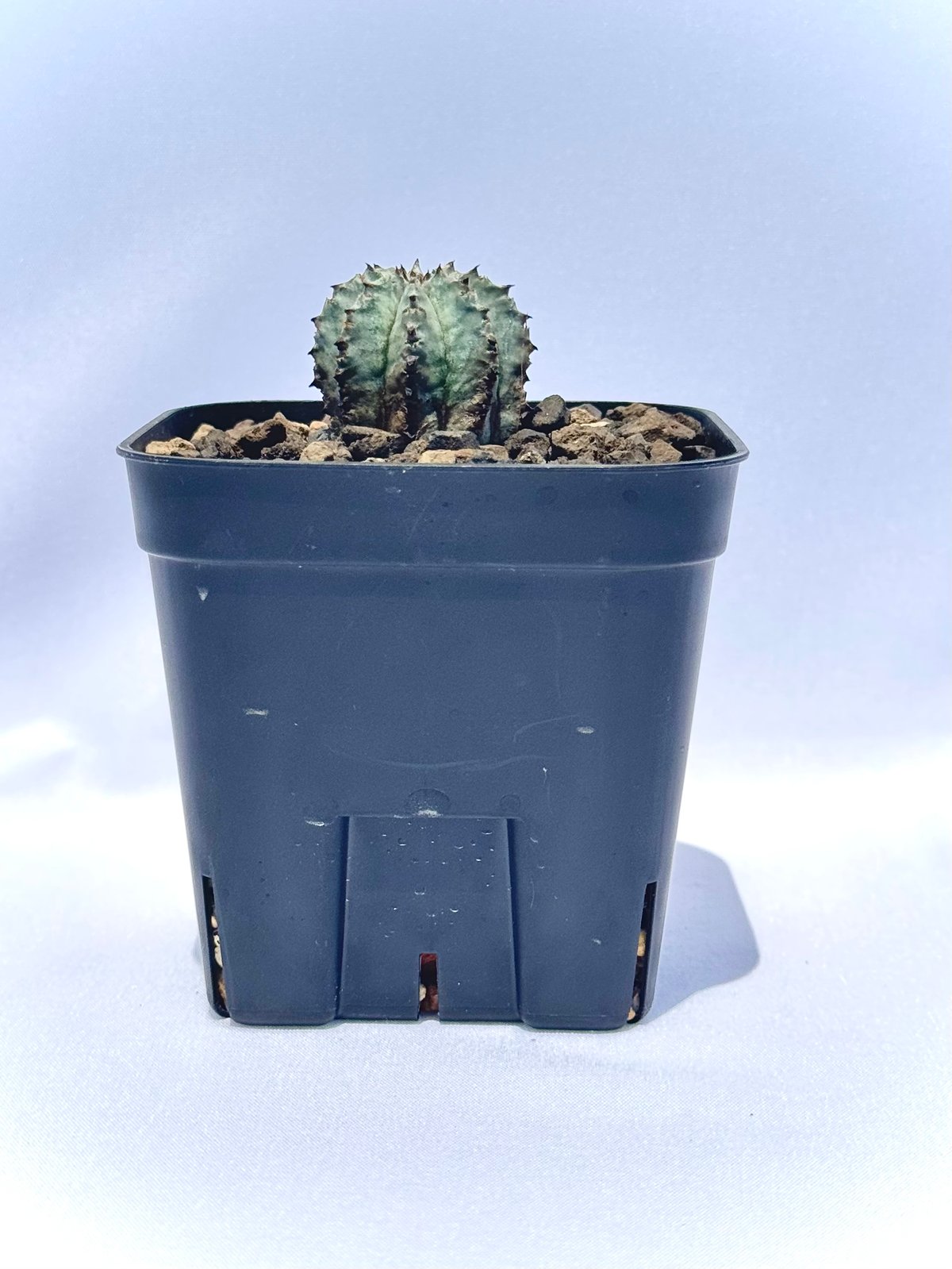 ユーフォルビア・ホリダ “ゲンコツ” 白肌タイプ/ Euphorbia horrida “Ge