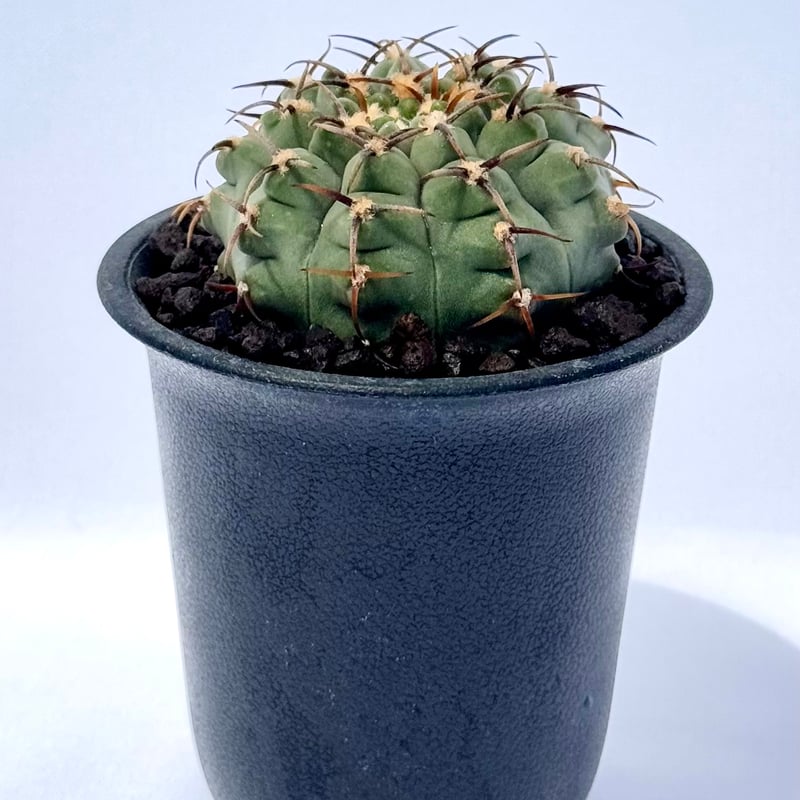 ギムノカリキウム・バッテリー / Gymnocalycium batteryi | ChadP