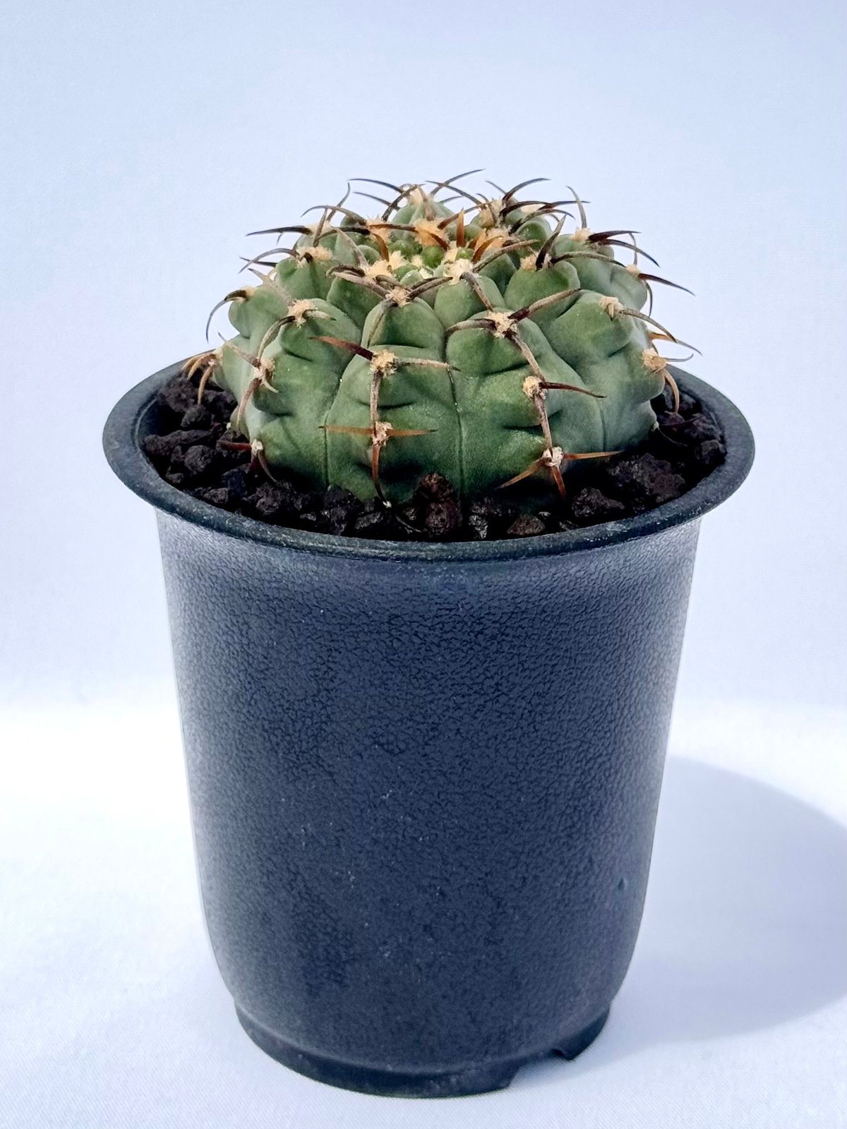 ギムノカリキウム バッテリー 選抜株 ギムノカリキウム・バッテリー / Gymnocalycium batteryi | ChadP