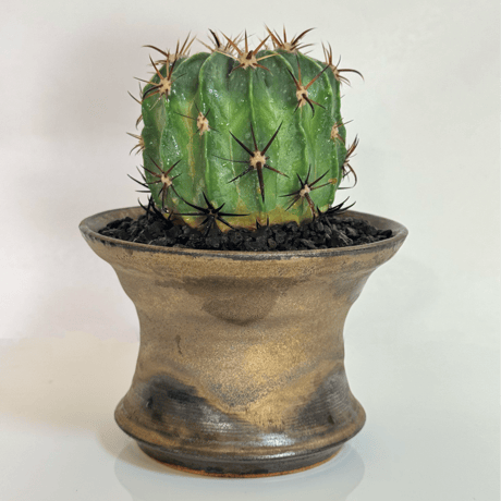 フェロカクタス | STORES