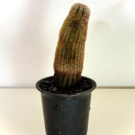 エキノケレウス“紫太陽” / Echinocereus rigidissimus var. rubispinus