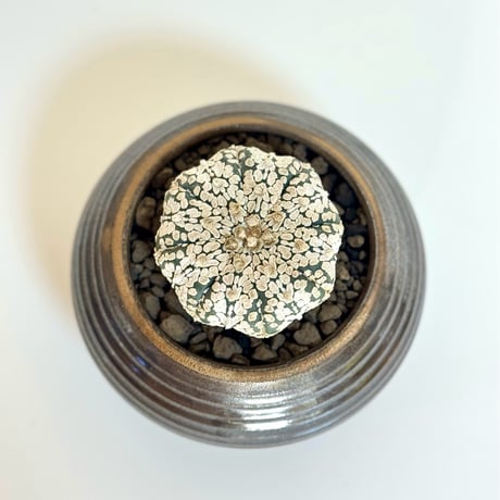 “スーパー兜 Vタイプ” × “WABI SABI”陶器鉢セットアップ