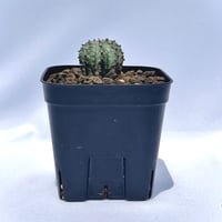 ユーフォルビア・ホリダ “ゲンコツ” 白肌タイプ/ Euphorbia horrida “Genkotsu” White Form#2
