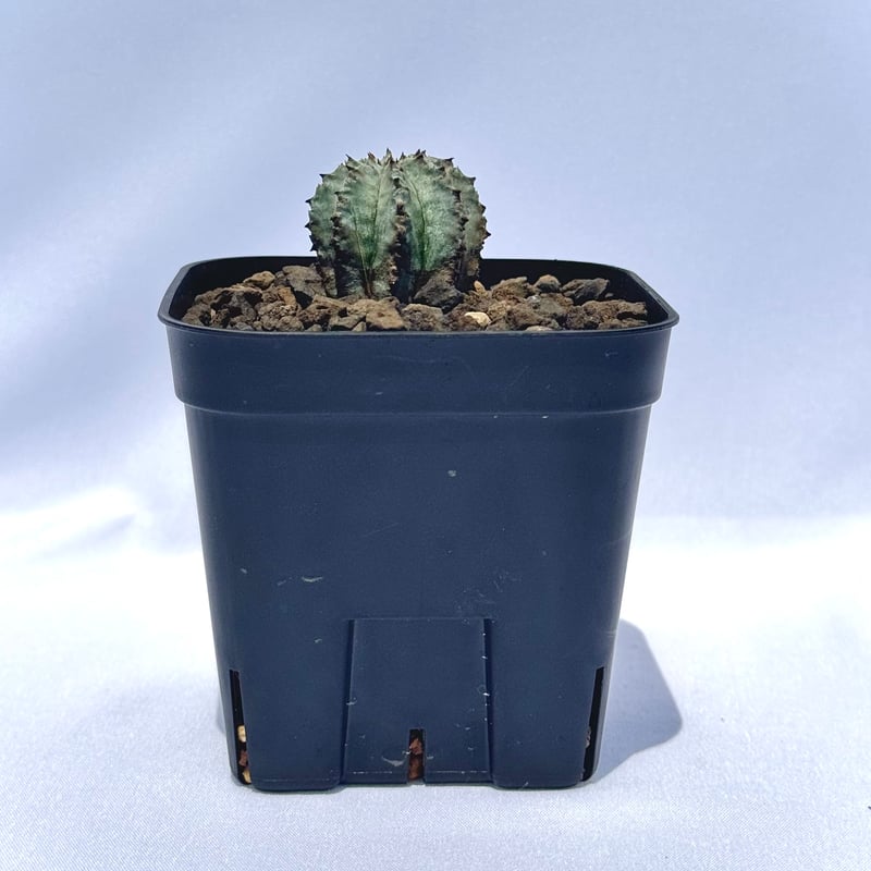 ユーフォルビア・ホリダ “ゲンコツ” 白肌タイプ/ Euphorbia horrida “Ge
