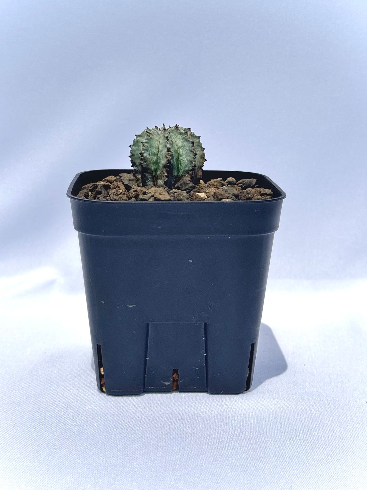 ユーフォルビア・ホリダ “ゲンコツ” 白肌タイプ/ Euphorbia horrida “Ge