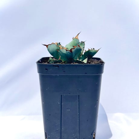 アガベ・チタノタ ブラック＆ブルー｜Agave titanota 'Black and Blue'#4