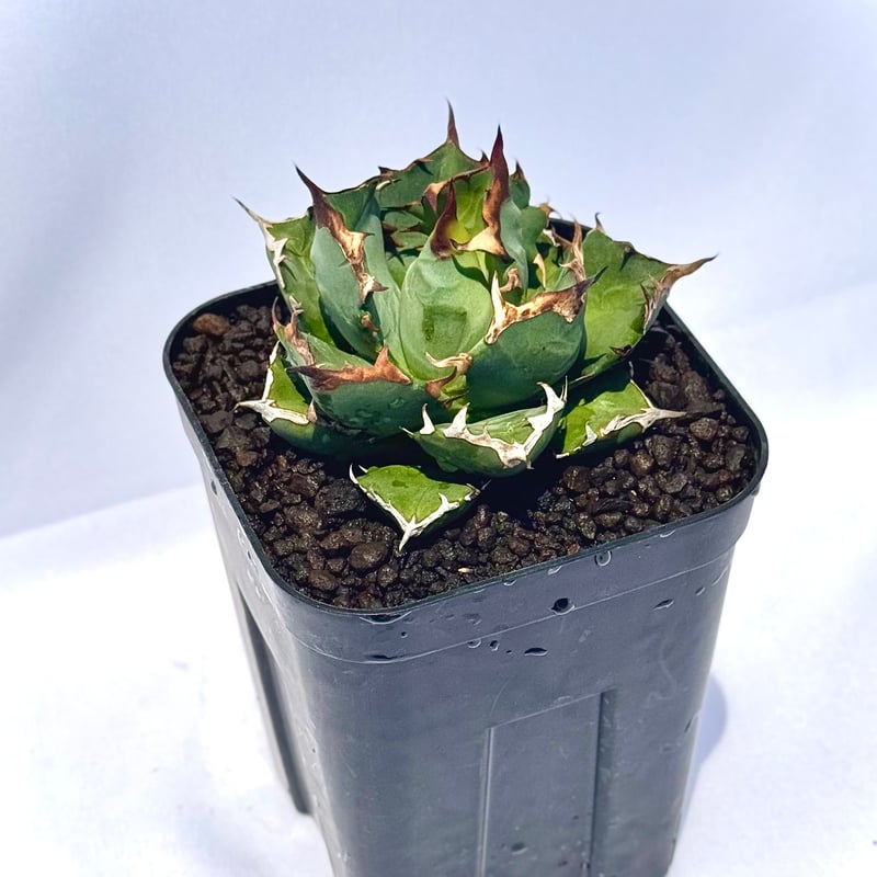 アガベ チタノタ 姫厳竜 / Agave titanota 'Dwarf' | ChadPlants