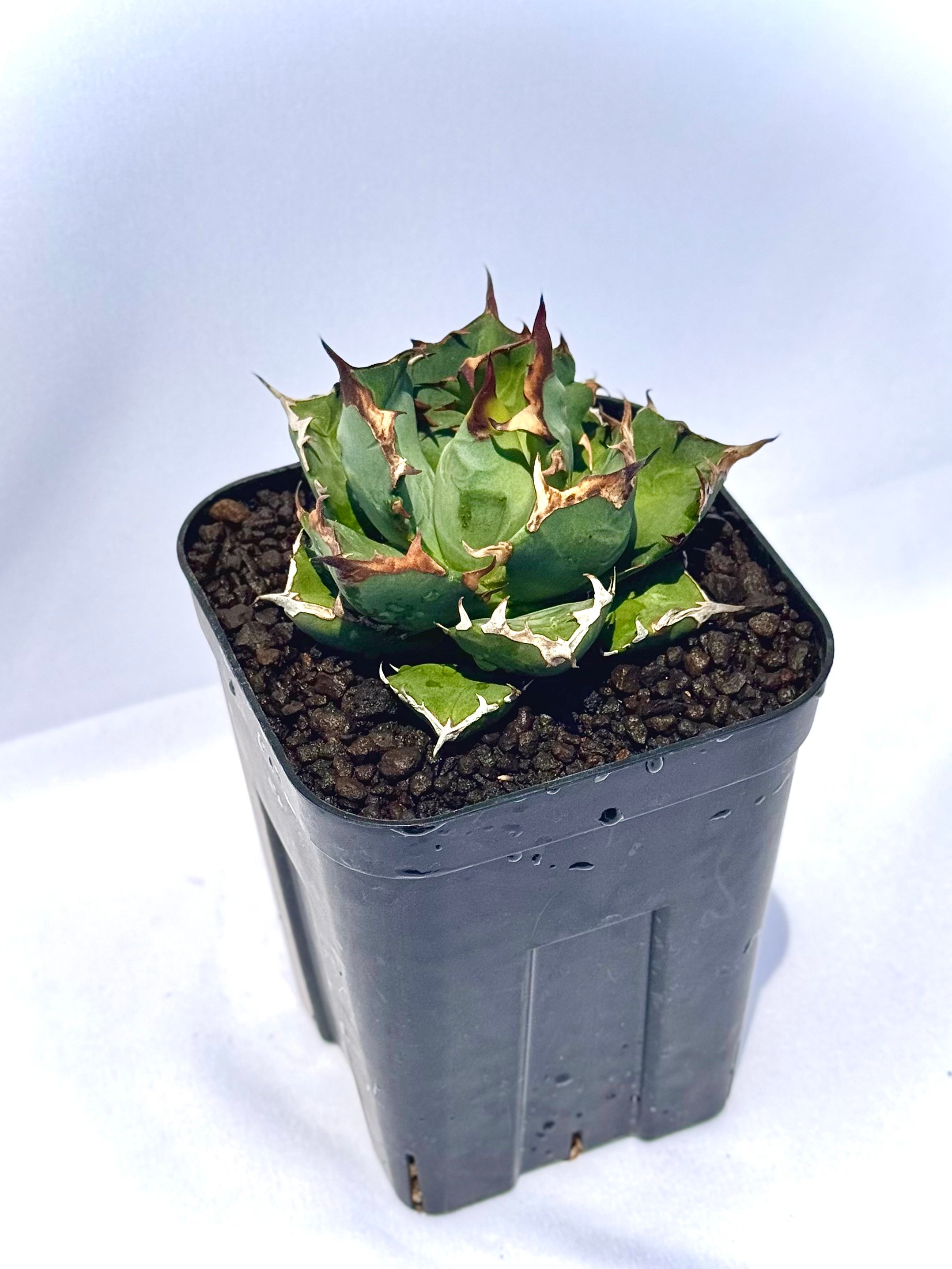 アガベ チタノタ 姫厳竜 / Agave titanota 'Dwarf' | ChadPlants