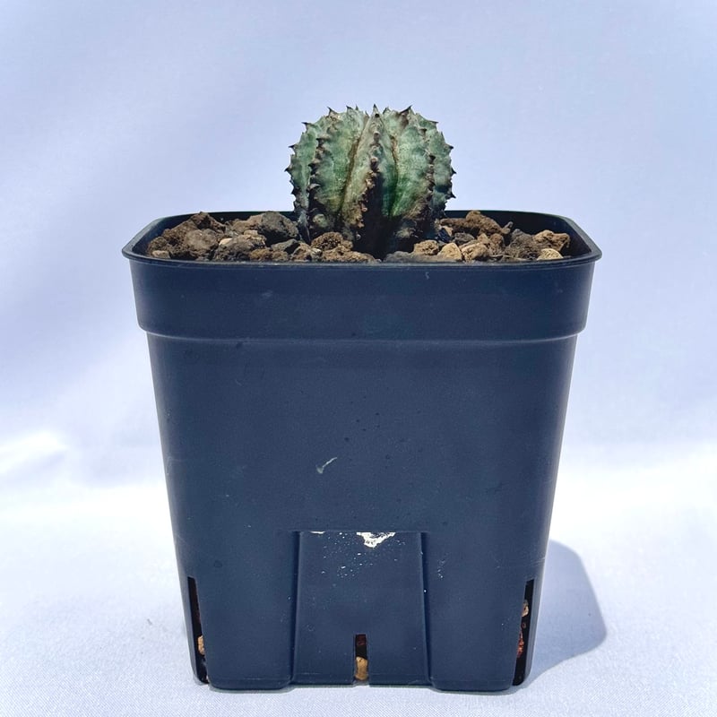 ユーフォルビア・ホリダ “ゲンコツ” 白肌タイプ/ Euphorbia horrida “Ge