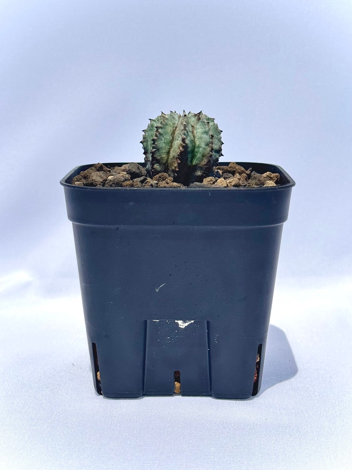 専用 ゲンコツホリダ 大株 親株 鉢付き ユーフォルビア・ホリダ “ゲンコツ” 白肌タイプ/ Euphorbia horrida “Ge
