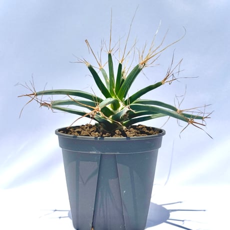 晃山（こうざん）／Leuchtenbergia principis レウクテンベルギア・プリンキピス