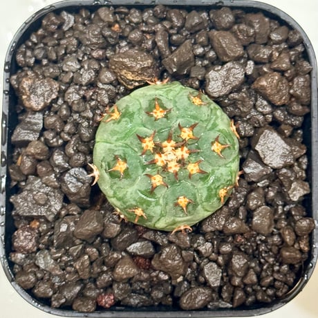 ギムノカリキウム カロクロラム 5種類セット 園芸ネット本店｜サボテン