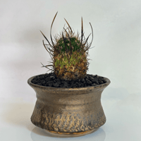 エキノカクタス属 サボテン“千波万波” × “WABI SABI”陶器鉢セットアップ/Stenocactus multicostatus with “WABI SABI” ceramic pot