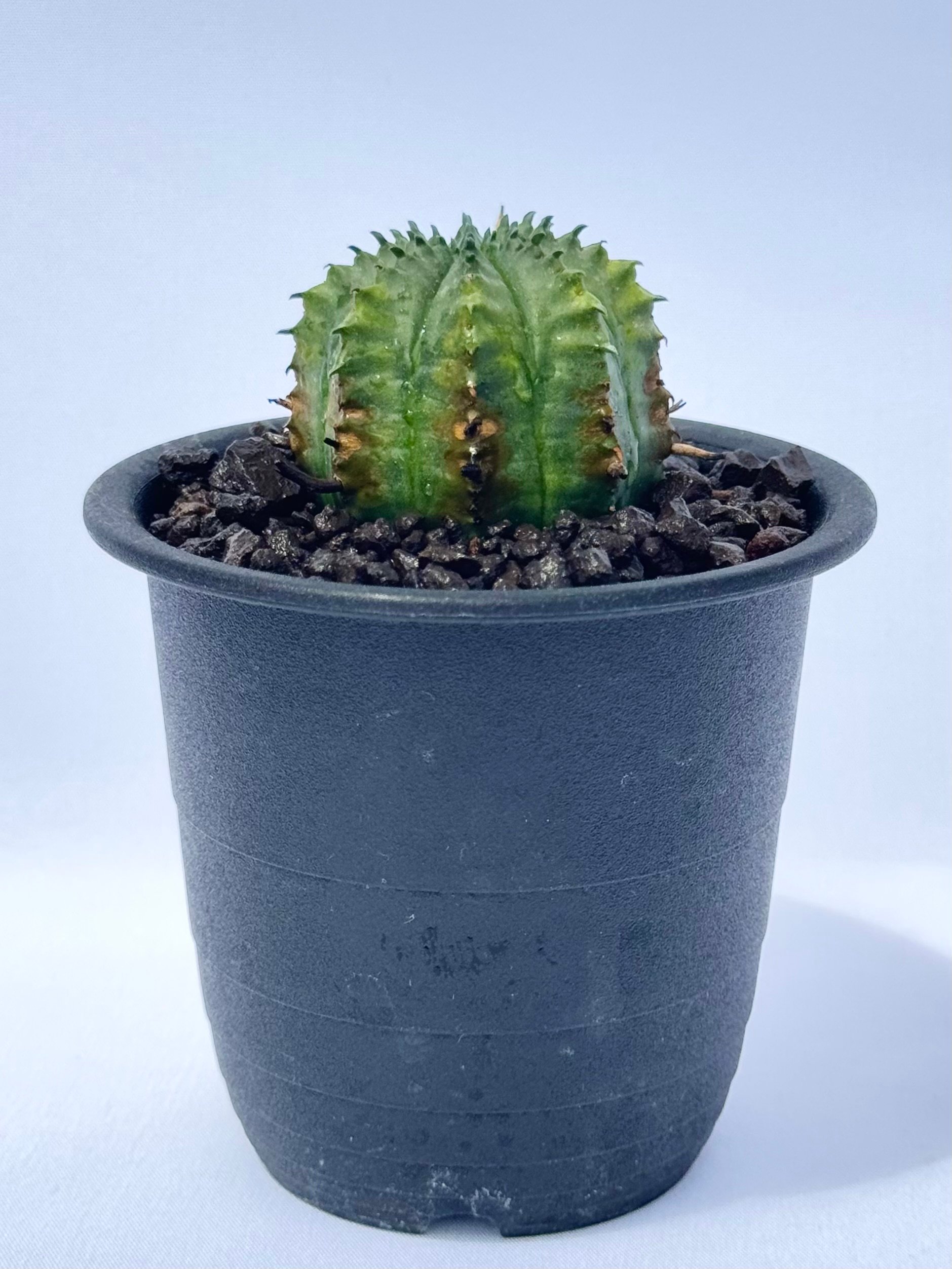 ユーフォルビア・バリダ / Euphorbia valida | ChadPlants