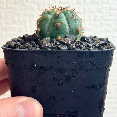 ギムノカリキウム“短刺天平丸”実生/Gymnocalycium spegazzinii f. unguspinum #1
