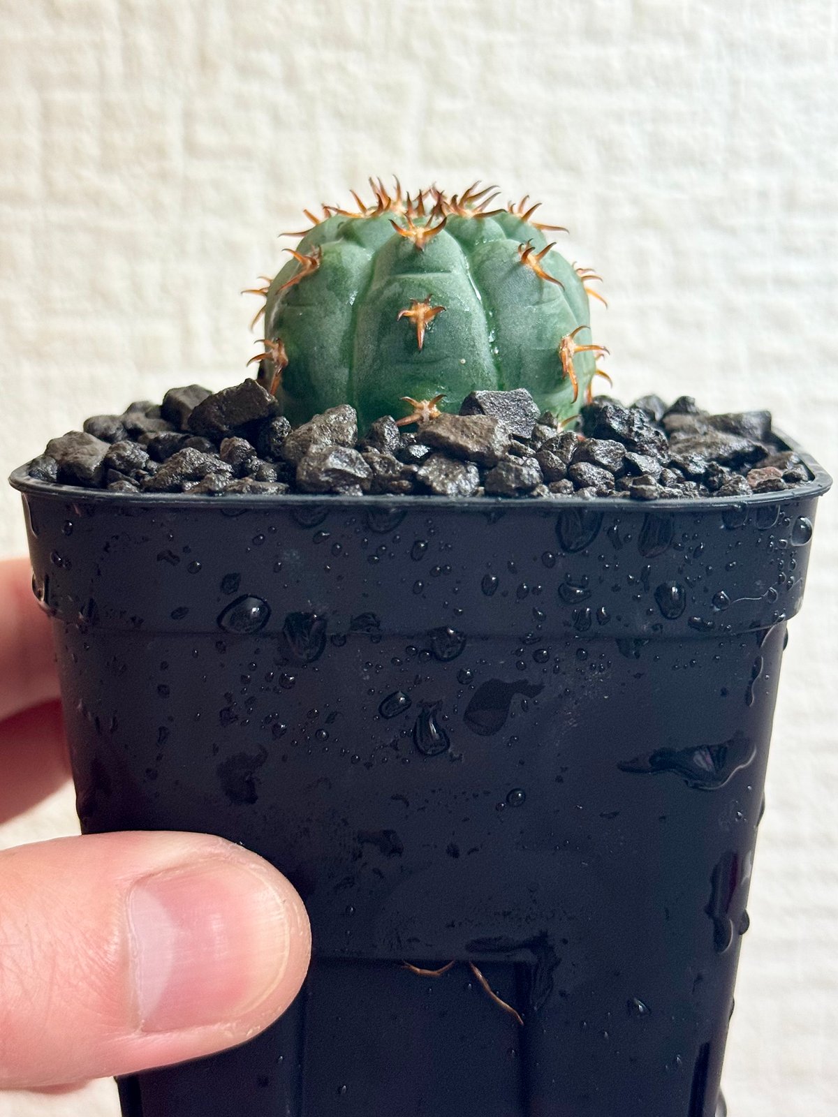 ギムノカリキウム　天平丸　実生特大根です。 ギムノカリキウム“短刺天平丸”実生/Gymnocalycium spegazzinii f.