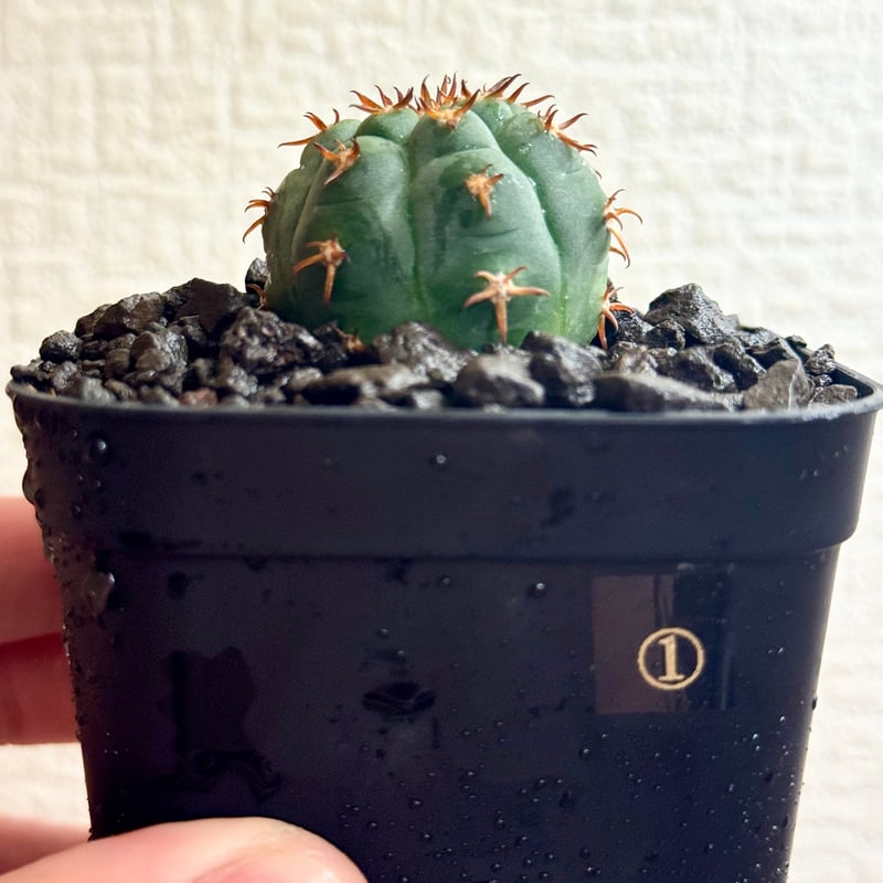 ギムノカリキウム“短刺天平丸”実生/Gymnocalycium spegazzinii f.