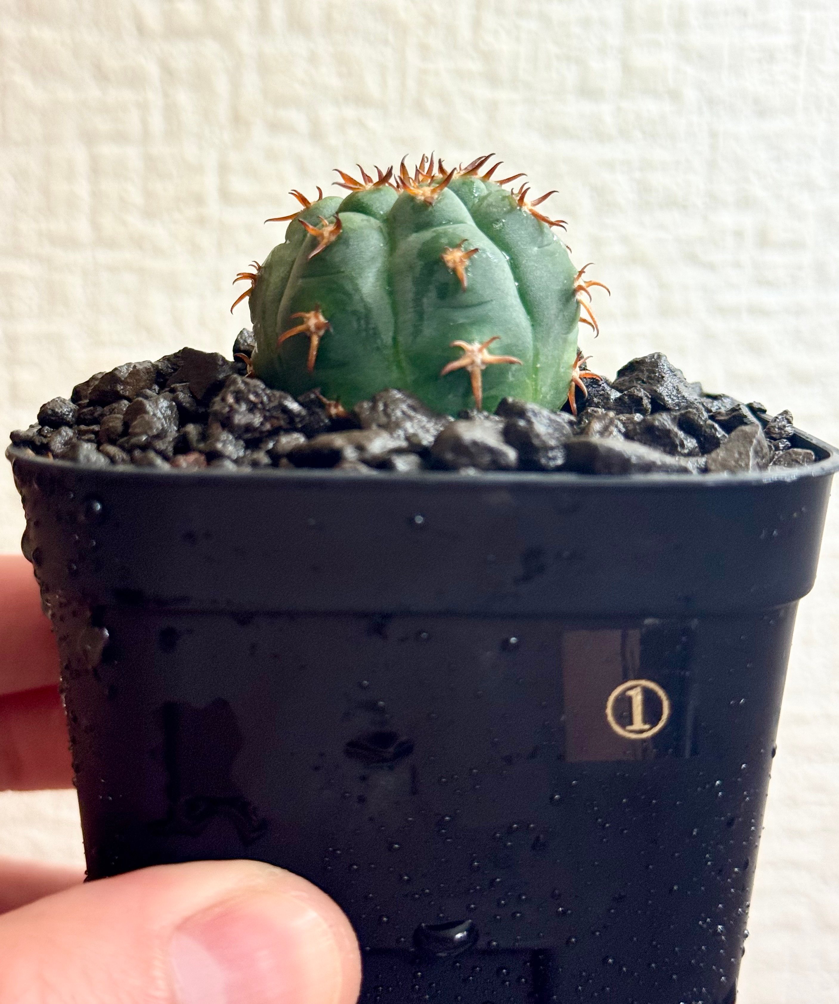 ギムノカリキウム“短刺天平丸”実生/Gymnocalycium spegazzinii f.