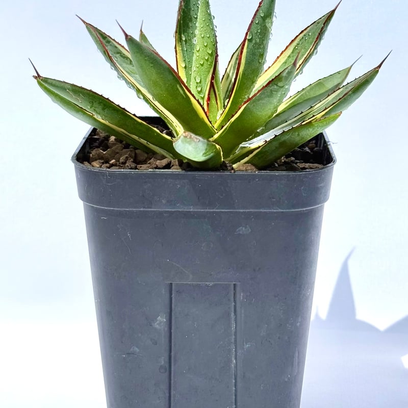 アガベ・スノーグロー / Agave 'Snow Glow'#1 | ChadPlants
