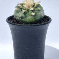 ロフォフォラ・フリチー “銀冠玉”/ Lophophora fricii