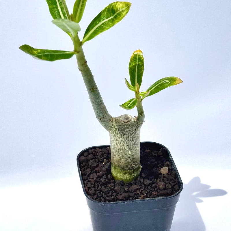 アデニウム・アラビカム “ブラックジャイアント” 実生 / Adenium