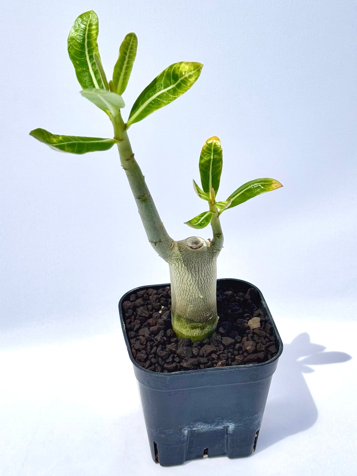 アデニウム・アラビカム “ブラックジャイアント” 実生 / Adenium