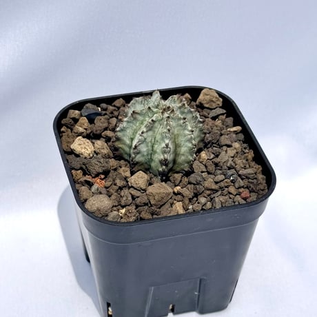 ユーフォルビア・ホリダ “ゲンコツ” 白肌タイプ/ Euphorbia horrida “Genkotsu” White Form#1