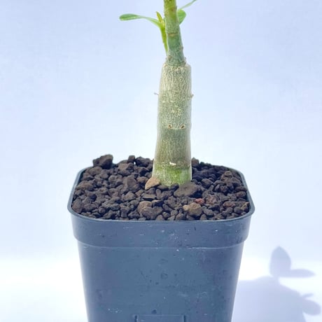 アデニウム・アラビカム “ブラックジャイアント” 実生 / Adenium arabicum ‘Black Giant’ #2