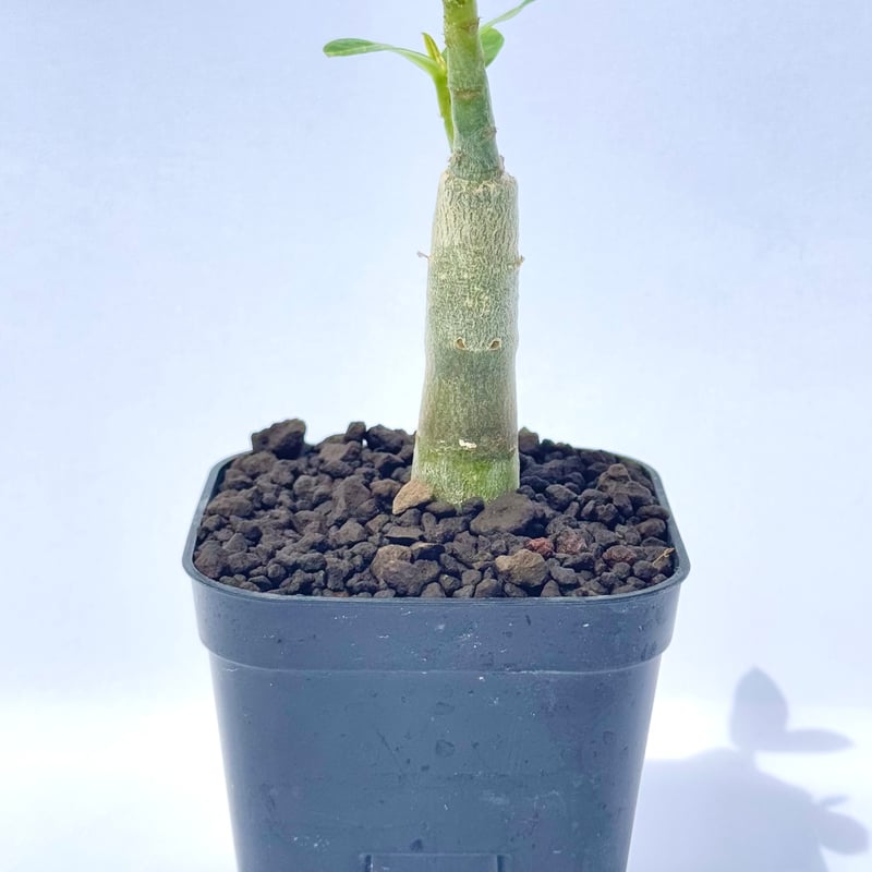 アデニウム・アラビカム “ブラックジャイアント” 実生 / Adenium