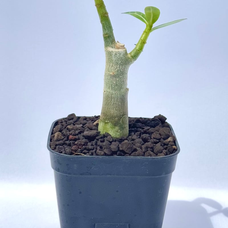 アデニウム・アラビカム “ブラックジャイアント” 実生 / Adenium