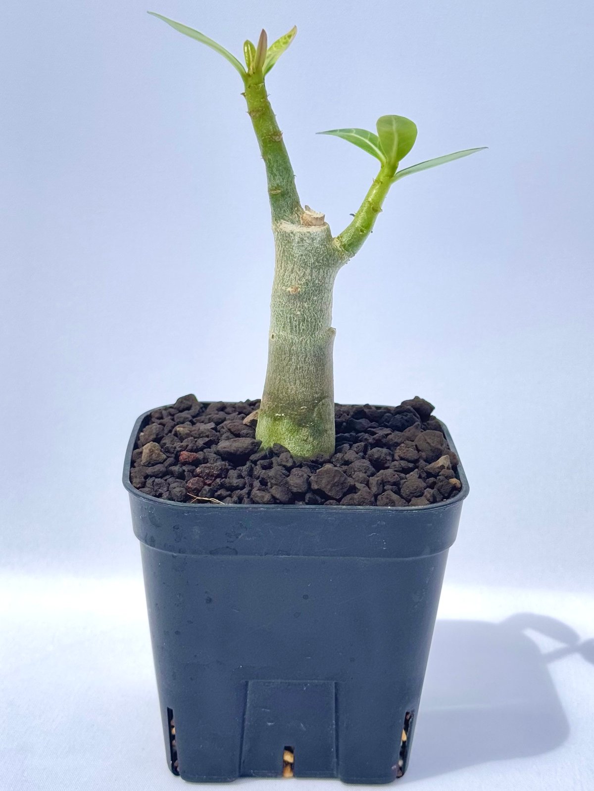 アデニアアラビカム　特大 アデニウム・アラビカム “ブラックジャイアント” 実生 / Adenium