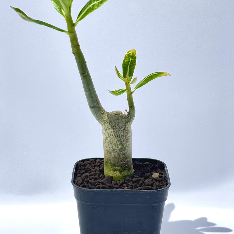 アデニウム アラビカム Adenium アデニウム・アラビカム “ブラックジャイアント” 実生 / Adenium