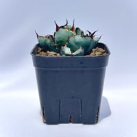 アガベ・チタノタ ブラック＆ブルー｜Agave titanota 'Black and Blue'#2