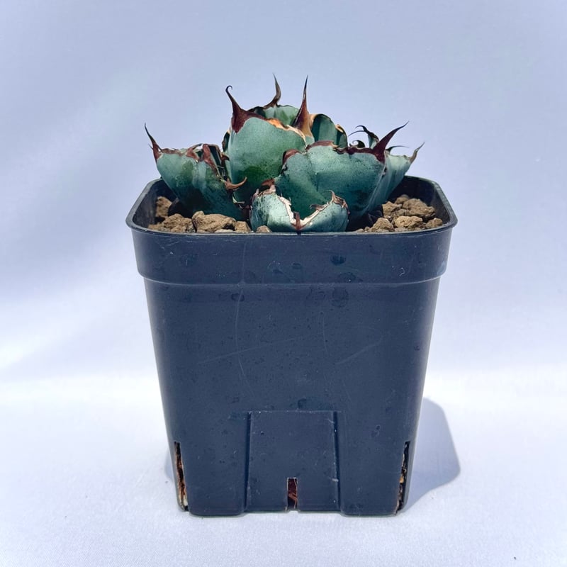アガベ・チタノタ ブラック＆ブルー｜Agave titanota 'Black and Blu