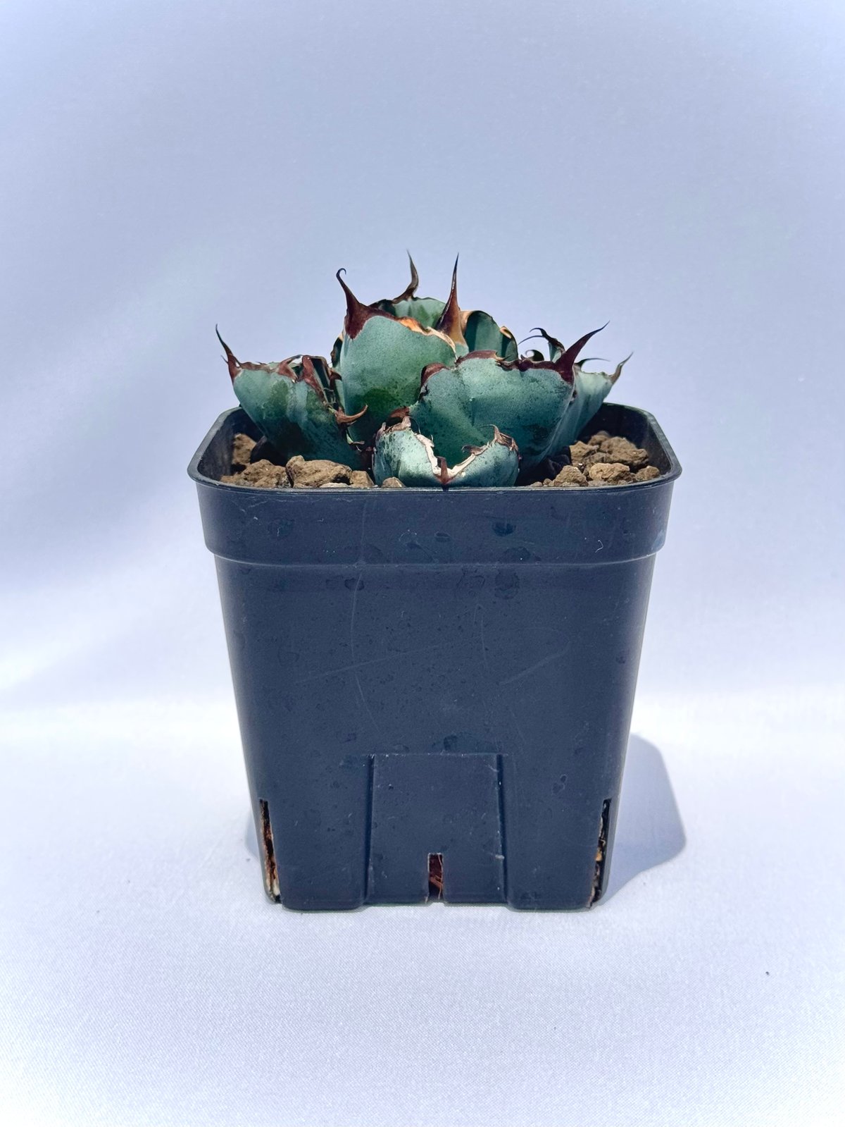 AGAVE TITANOTA BLACK&BLUE ブツブツタイプ アガベ・チタノタ「ブラック＆ブルー」 3.5号鉢 ※ブラックアンドブルー