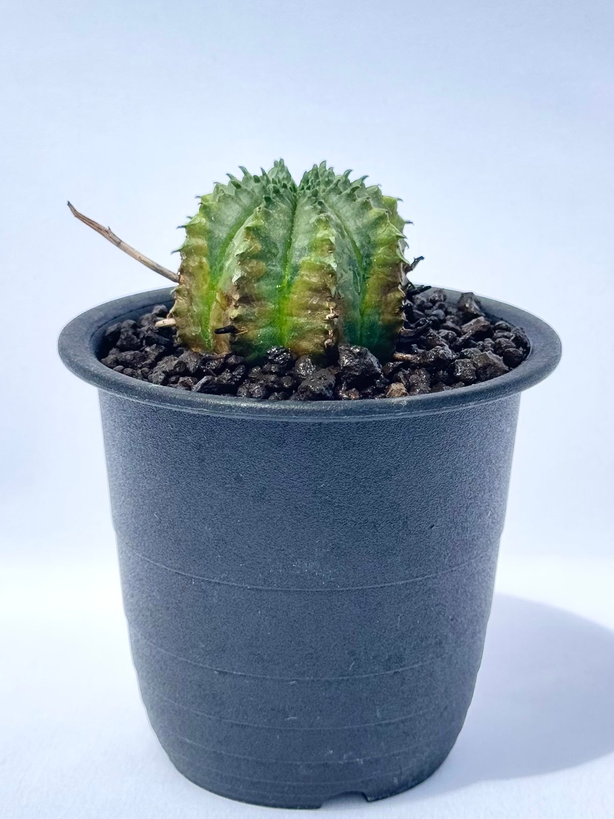 ユーフォルビア・バリダ / Euphorbia valida | ChadPlants