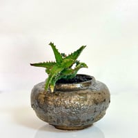 アロエ・カスティロニアエ × “WABI SABI” 陶器鉢セットアップ/ Aloe castilloniae with “WABI SABI” ceramic pot