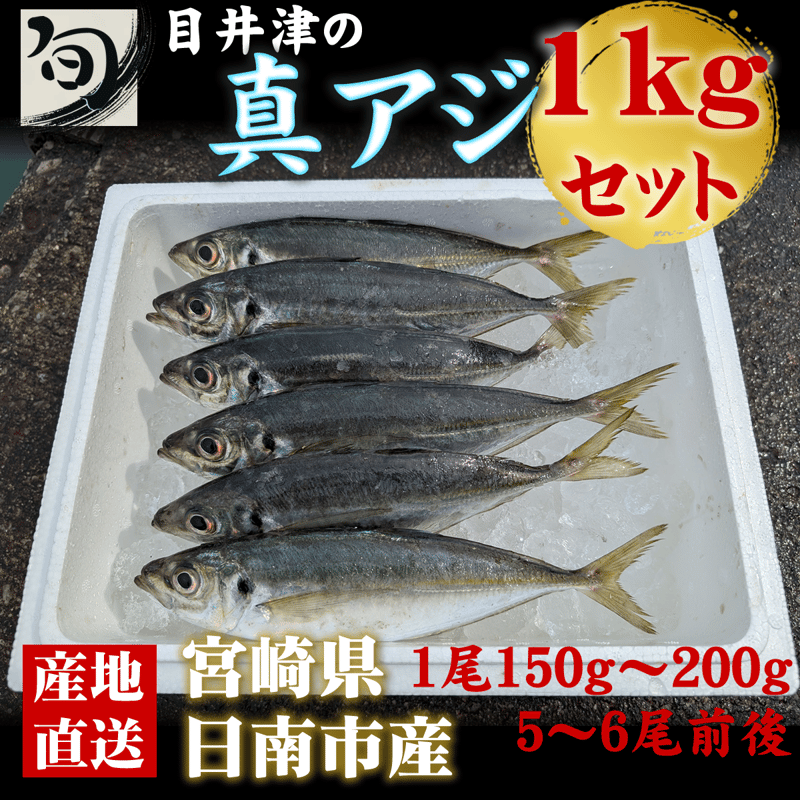 目井津の鯵》宮崎 目井津港直送 真アジ 1kgボックス | 旬鮮直送便