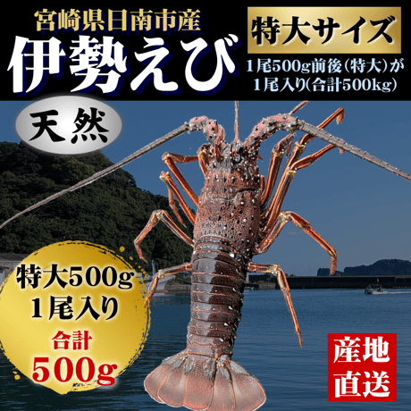 伊勢海老 | STORES