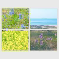 鑑定書・広報ツールデザイン用写真素材 - 初夏のさんぽ2025