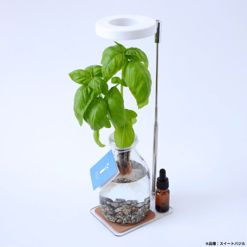 香るアロマタイム 根付き苗 分割5苗 香るアロマタイム 根付き苗 分割5苗