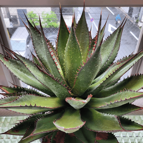AGAVE SHAWII➁