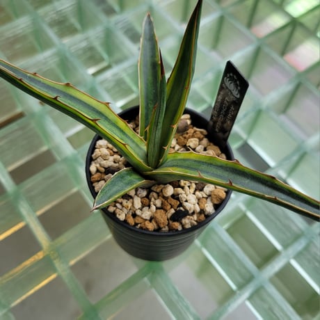 AGAVE LECHUGUILLA VARIEGATA