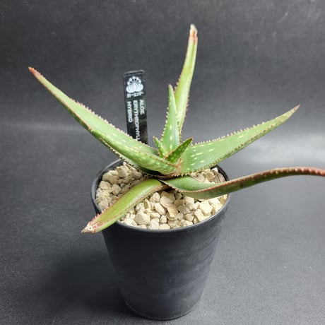 ALOE ERYTHROPHYLLA HYBRID