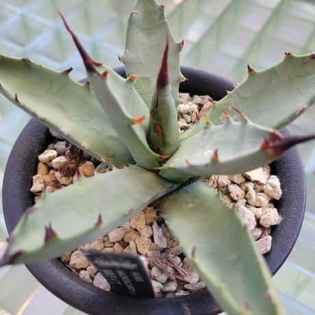 AGAVE MACROACANTHA 連刺タイプ